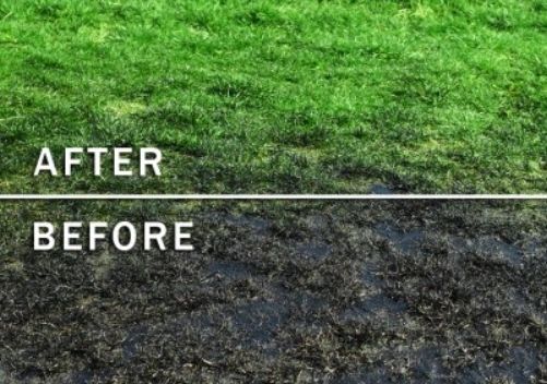 Before and after green lawn